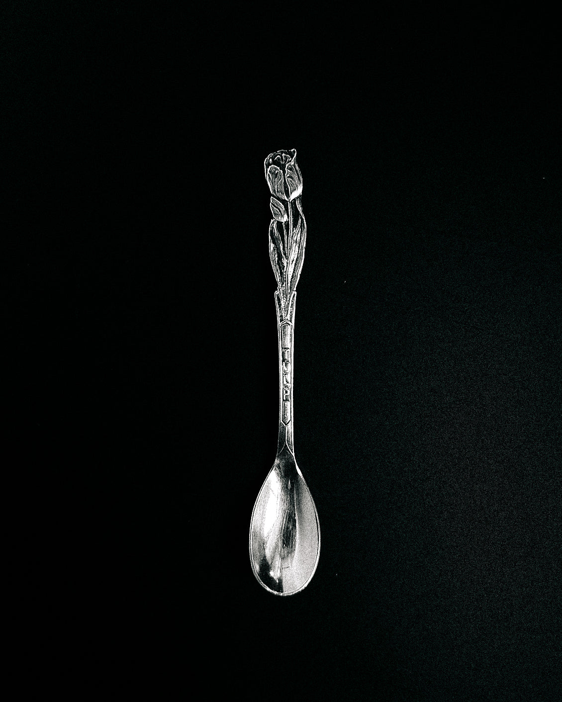 Tulip